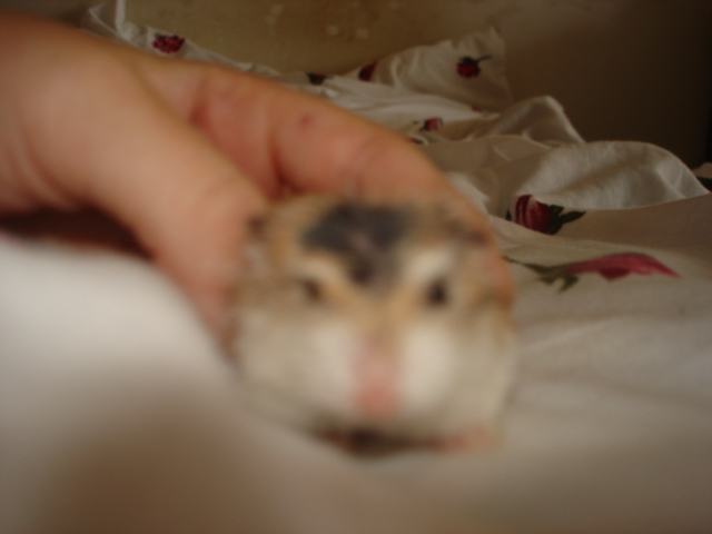 DSC02933.JPG